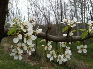 Apple blossoms (it'll make sense when you read the post).