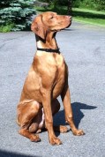 vizsla3