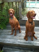 vizsla4