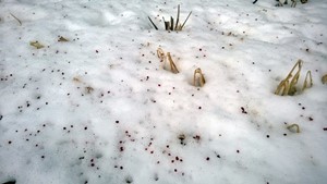 WP_20150118_001 (2)_web_300px